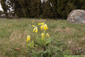 Gullviva, Primula veris
